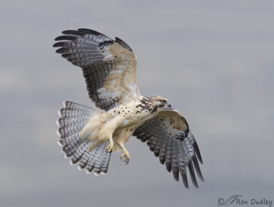 Juvenile Swainson’s Hawk Presenting Its Best Side In Flight – Feathered ...