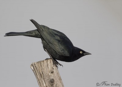 Brewer’s Blackbird At Pre-launch – Feathered Photography