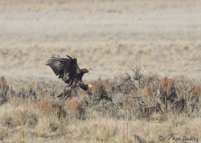 Coyotes Steal A Jackrabbit From Golden Eagles – Feathered Photography