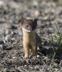 A Couple Of Bear River Skulkers – Long-tailed Weasel and Virginia Rail ...