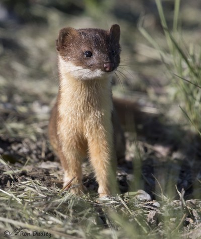 A Couple Of Bear River Skulkers – Long-tailed Weasel and Virginia Rail ...