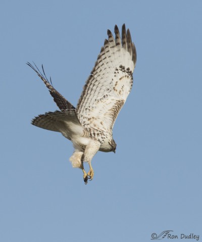 Possible Eastern Red-tailed Hawk (borealis) At Farmington Bay WMA ...