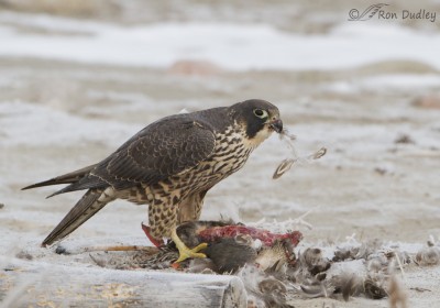 peregrine baited 4l 500mm