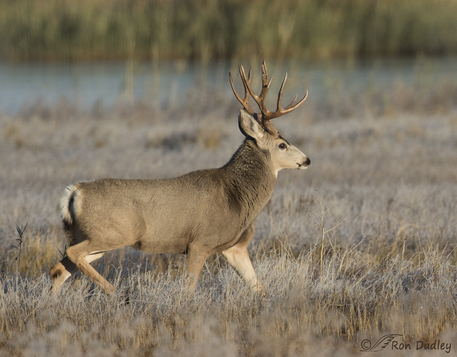 A Tale Of Two Mule Deer Bucks In Rut « Feathered Photography