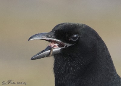 magpies apparently