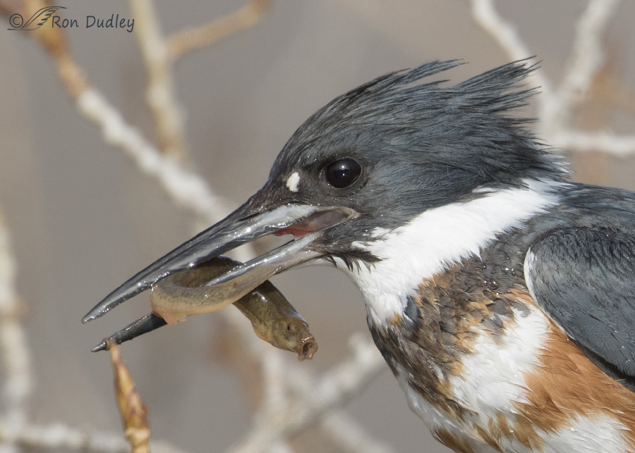 Belted Kingfisher Stunning, Tossing And Swallowing Prey