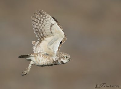 Burrowing Owl – At Takeoff And In Flight… – Feathered Photography