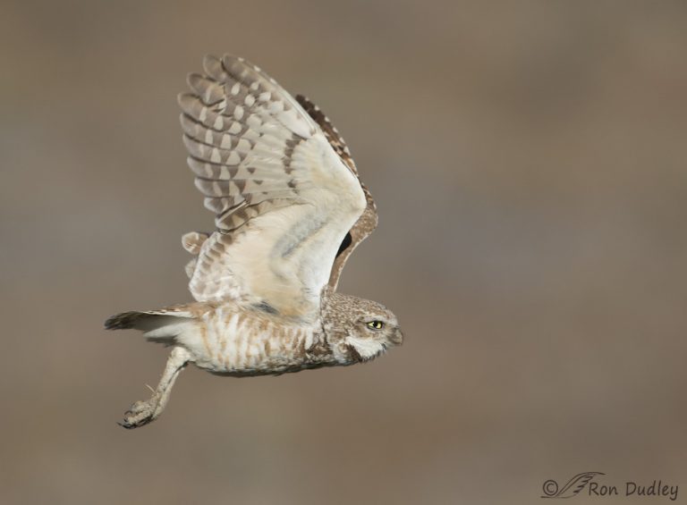 Burrowing Owl – At Takeoff And In Flight… – Feathered Photography