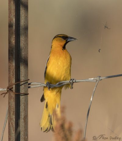 Bullock’s Oriole Stealing Food From An Unhappy Spider – Feathered ...