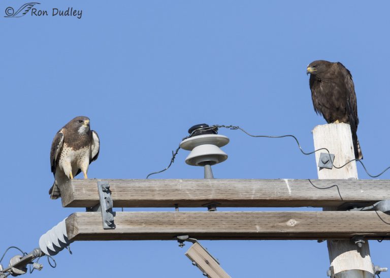 Mated Swainson’s Hawks Of Different Color Morphs – Feathered Photography