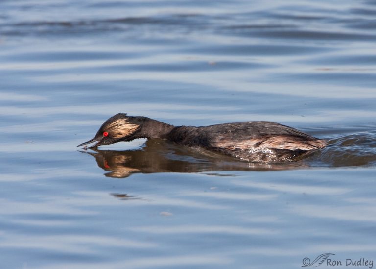 Eared Grebes On Glover Pond – Feathered Photography