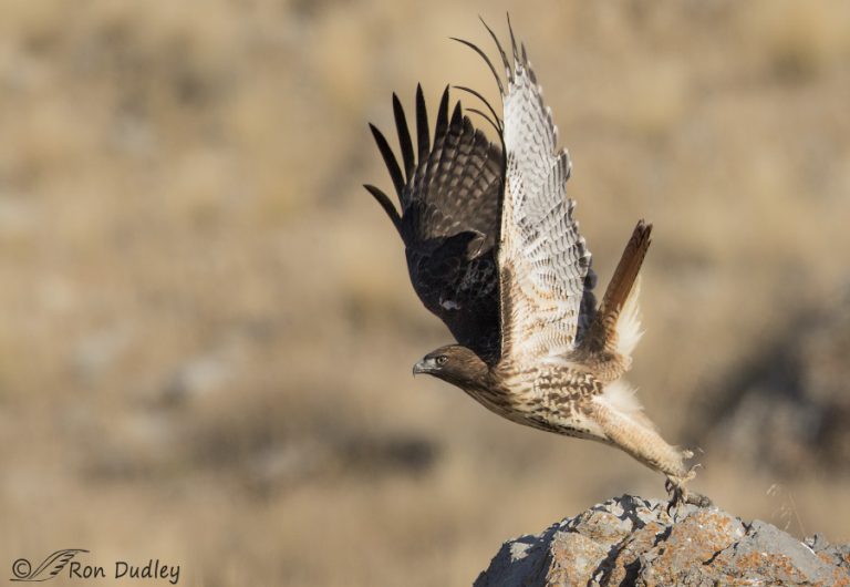 Red-tailed Hawk Takeoff Series – Feathered Photography