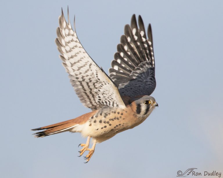 Male American Kestrel At Takeoff And In Flight – Feathered Photography