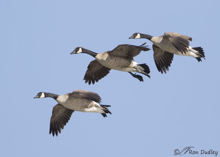 A Trio Of Canada Geese In Flight Feathered Photography