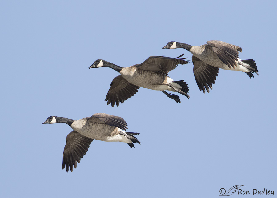 Canadian Goose Flying