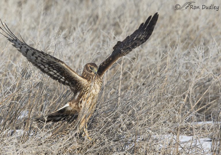 Northern Harrier Technique For Taking Off In Thick Brush – Feathered ...