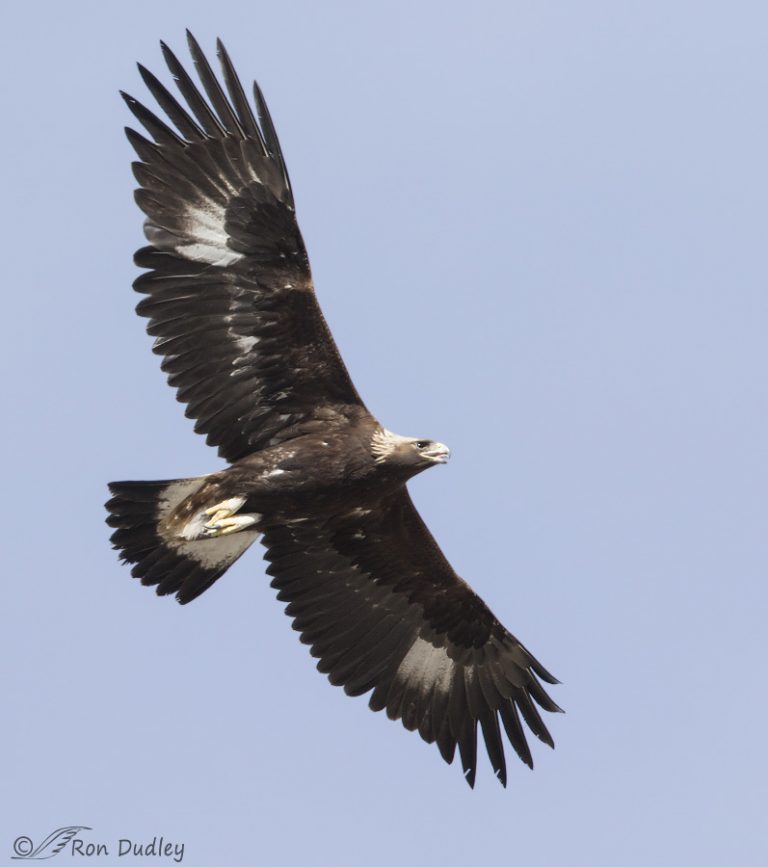 Golden Eagle In Overhead Flight – Feathered Photography