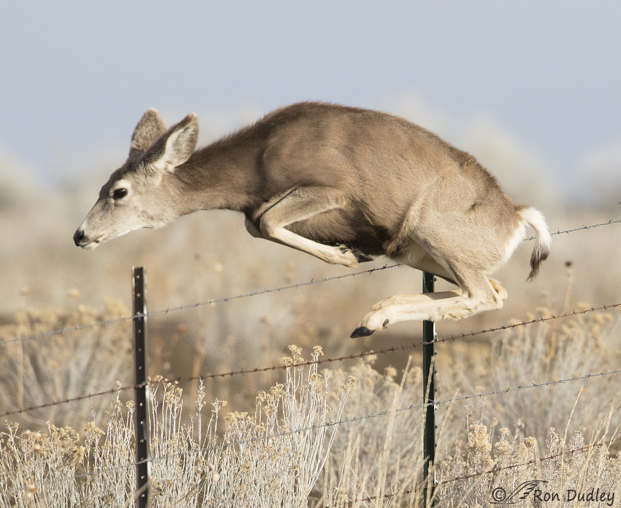 deer jumping over fence
