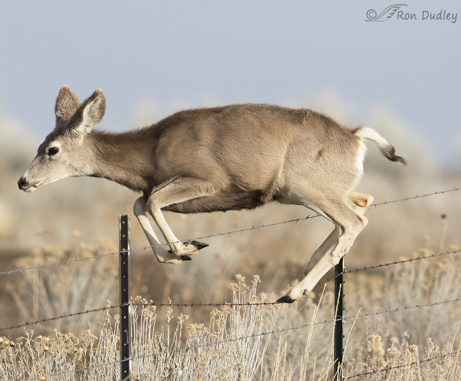 deer jumping over fence