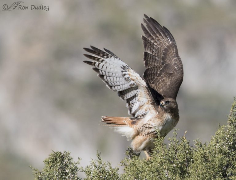 Red-tailed Hawk In A Twisting Takeoff – Feathered Photography