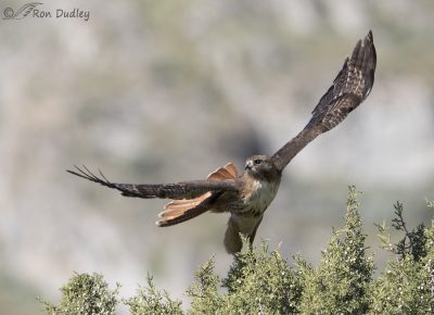 Red-tailed Hawk In A Twisting Takeoff – Feathered Photography