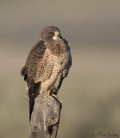 Light Morph Swainson’s Hawk – Feathered Photography