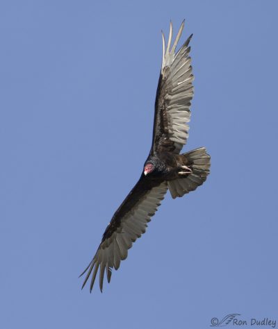 Turkey Vultures Doing What Turkey Vultures Do – Feathered Photography