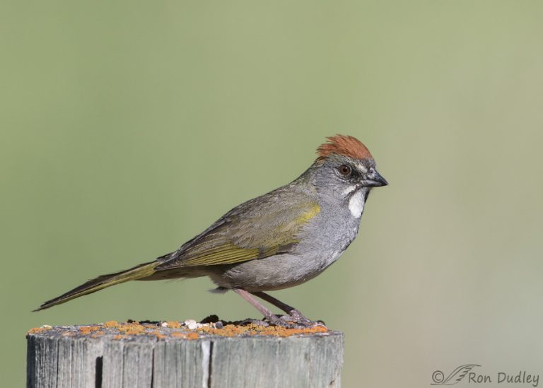 Green-tailed Towhee – Another One Came In Close! – Feathered Photography