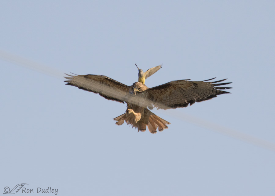 Kingbird Riding The Back Of A Red Tailed Hawk In Flight With