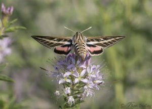 Sphinx Moths In Flight At The Bee Plant Patch – Feathered Photography