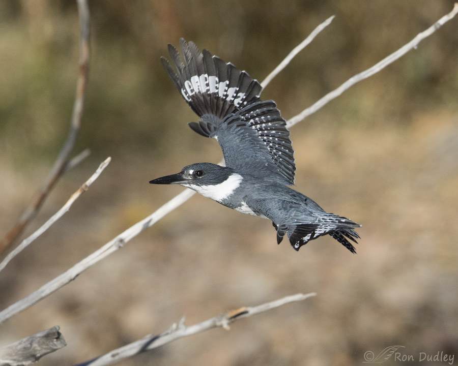 Belted Kingfisher Takeoff And Flight Series – Feathered Photography