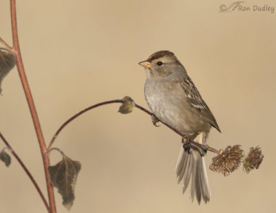 Juvenile White-crowned Sparrow Falling Off Its Perch – Feathered ...