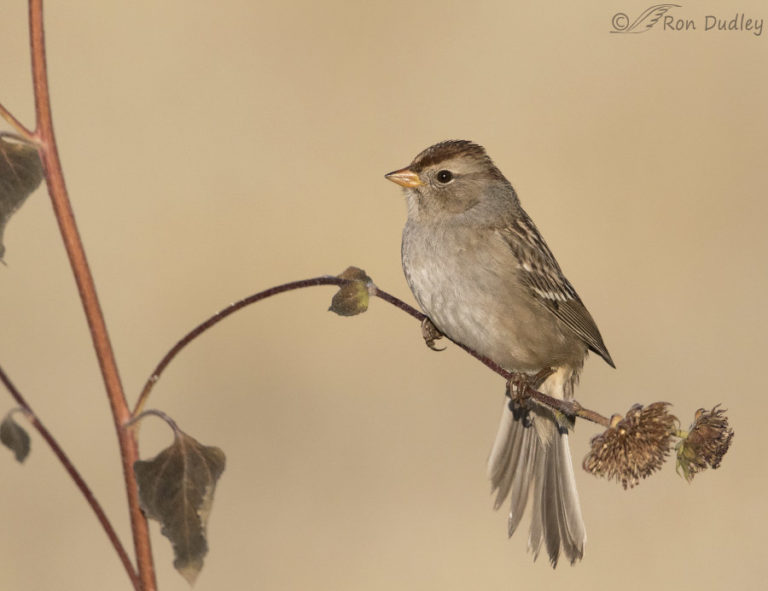 Juvenile White-crowned Sparrow Falling Off Its Perch « Feathered ...