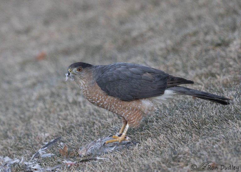 Three Cooper’s Hawks With Prey – Feathered Photography