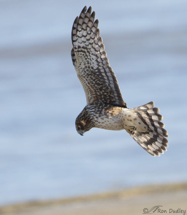 Northern Harrier Hunting And In Flight With Prey – Feathered Photography