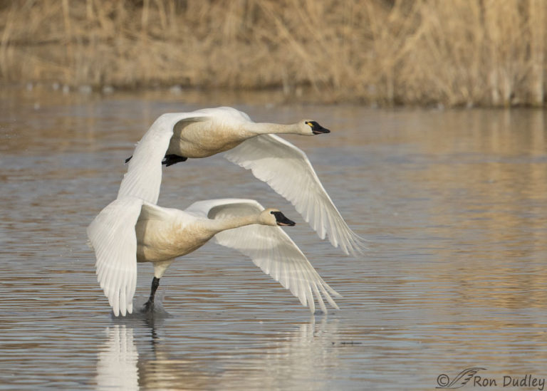 Two Tundra Swans Taking Off And In Flight – Feathered Photography