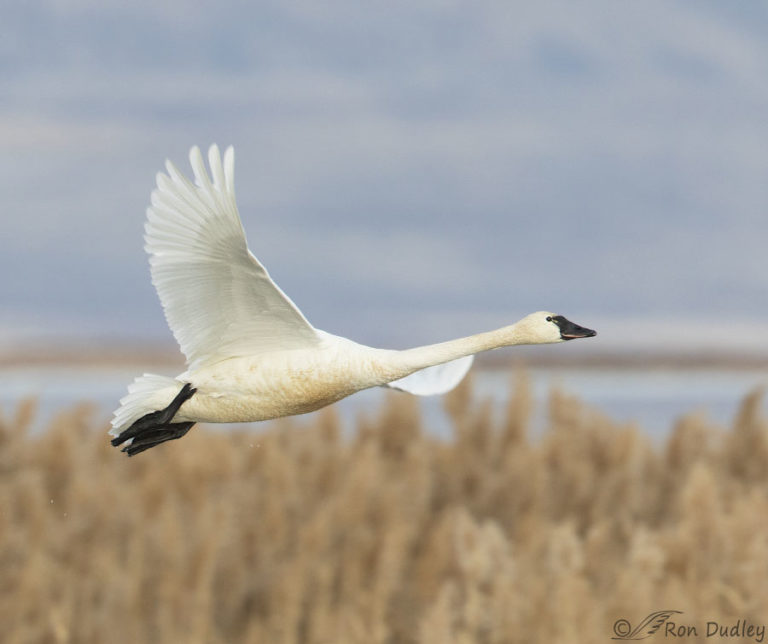 Tundra Swan In Flight And Mating Golden Eagles – Feathered Photography