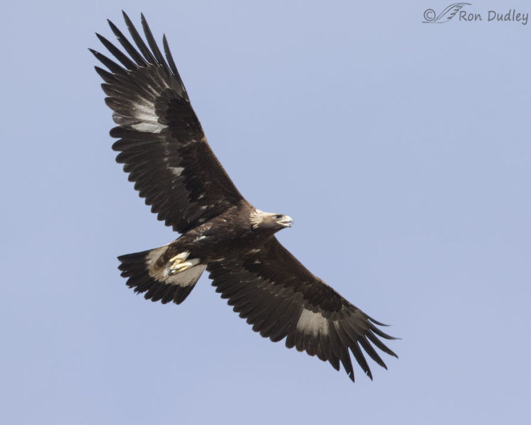 Juvenile Golden Eagle In Flight « Feathered Photography