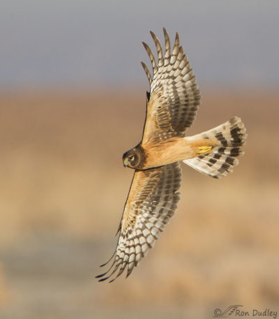 A Favorite Northern Harrier Photo – Feathered Photography