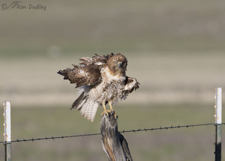 Red-tailed Hawk – Lookin’ Goofy – Feathered Photography