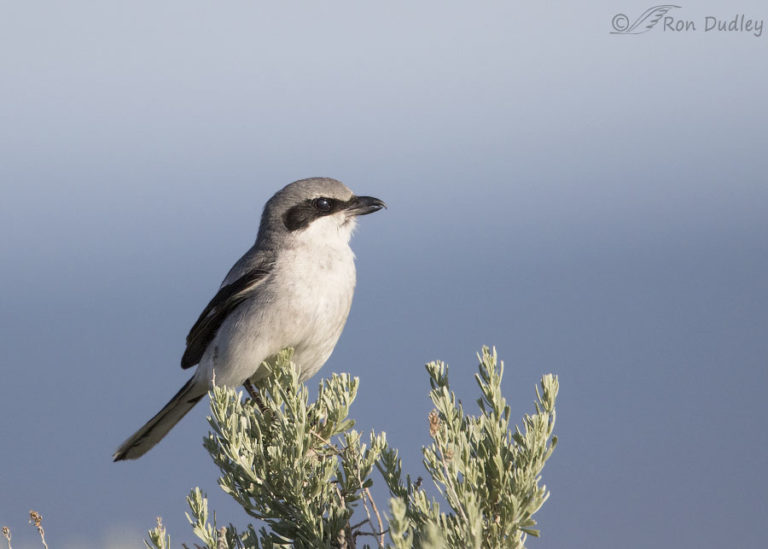 Loggerhead Shrike With Prey And In Flight – Feathered Photography