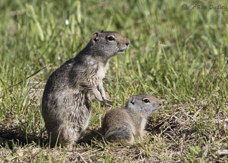 predators of ground squirrels Feathered Photography