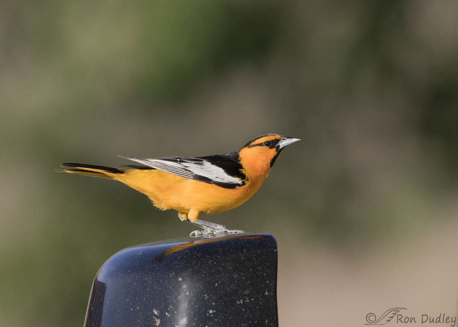 bullocks-oriole-5886-ron-dudley