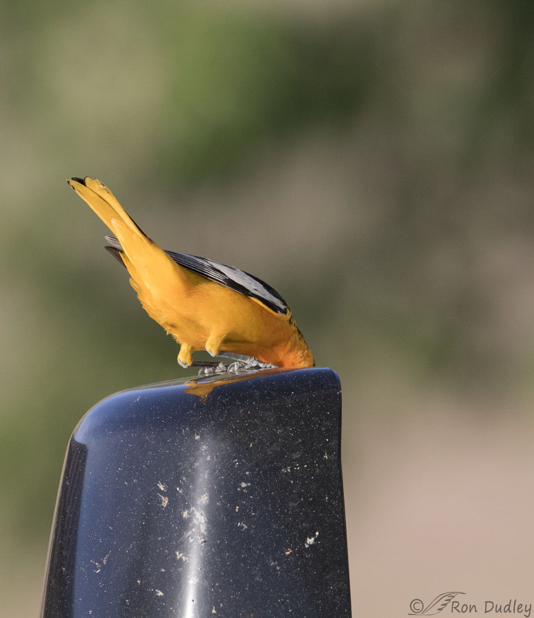 bullocks-oriole-5888-ron-dudley