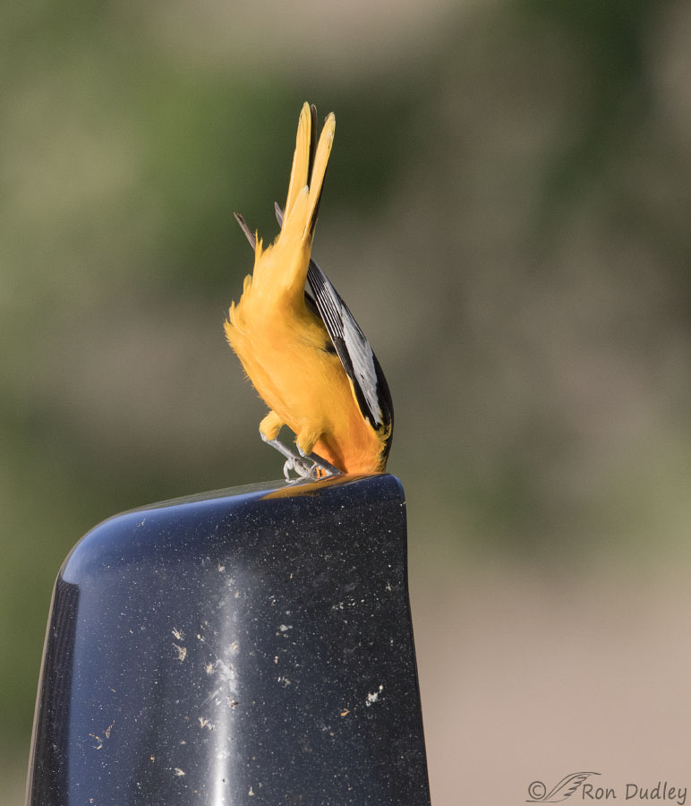 bullocks-oriole-5926-ron-dudley