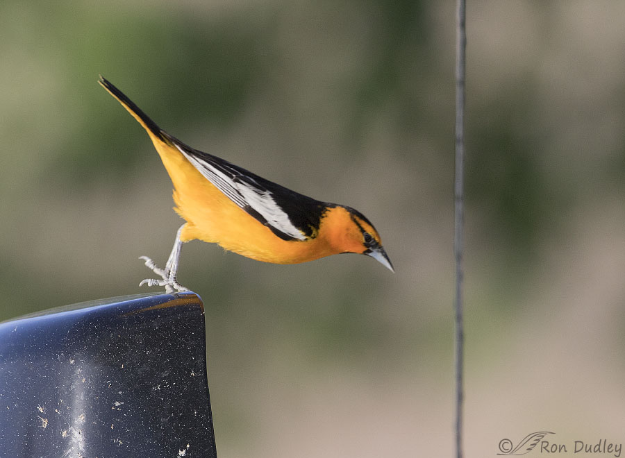 bullocks-oriole-5972-ron-dudley