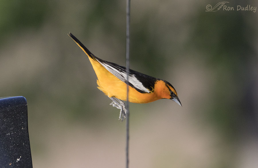 Bullock's Oriole  On the wild side of the Arkansas River valley