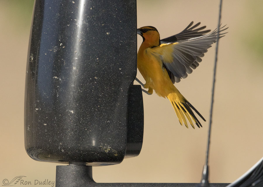bullocks-oriole-6199-ron-dudley