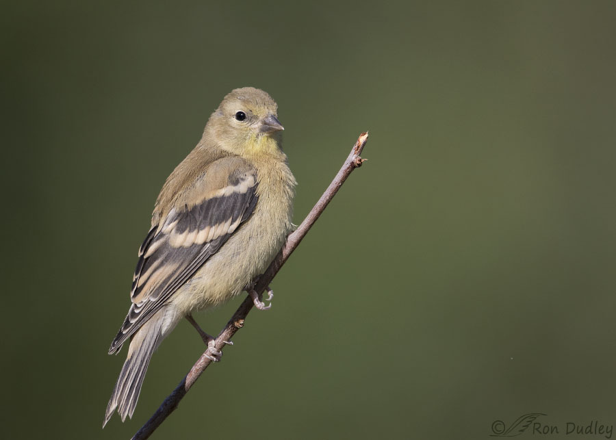 baby eastern goldfinch