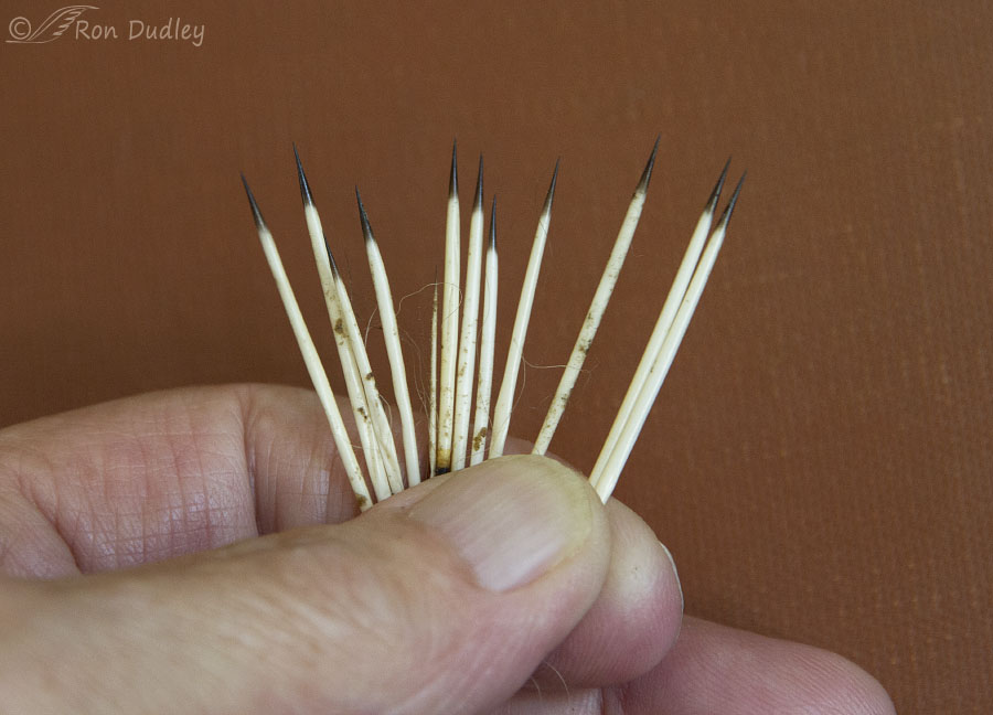 Porcupine Quills in Dogs: How to Remove Them